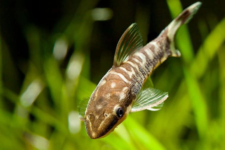 Qu Peces COMEN ALGAS Conoce Los 10 MEJORES qu-peces-comen-algas-conoce-los-10-mejores