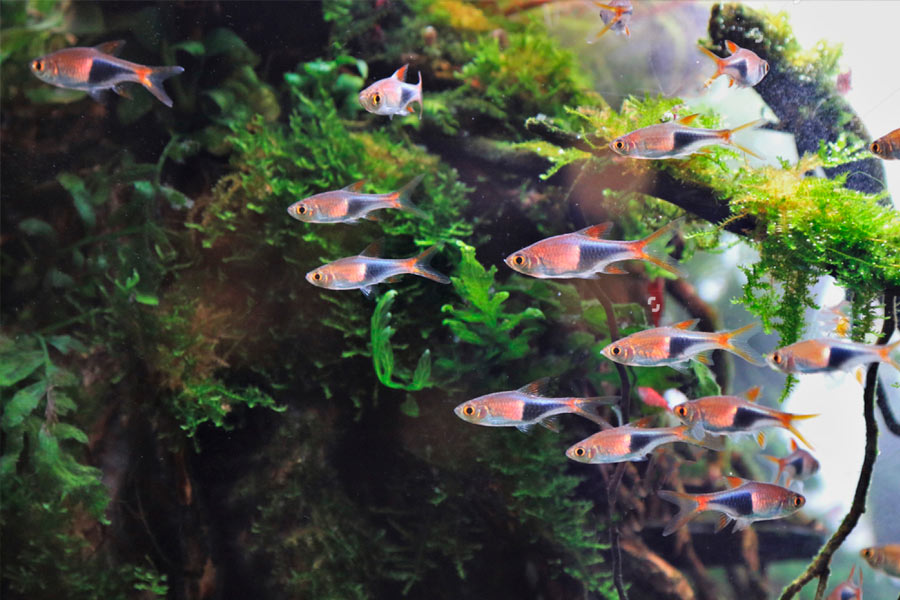 Cardumen de peces arlequín en acuario con plantas