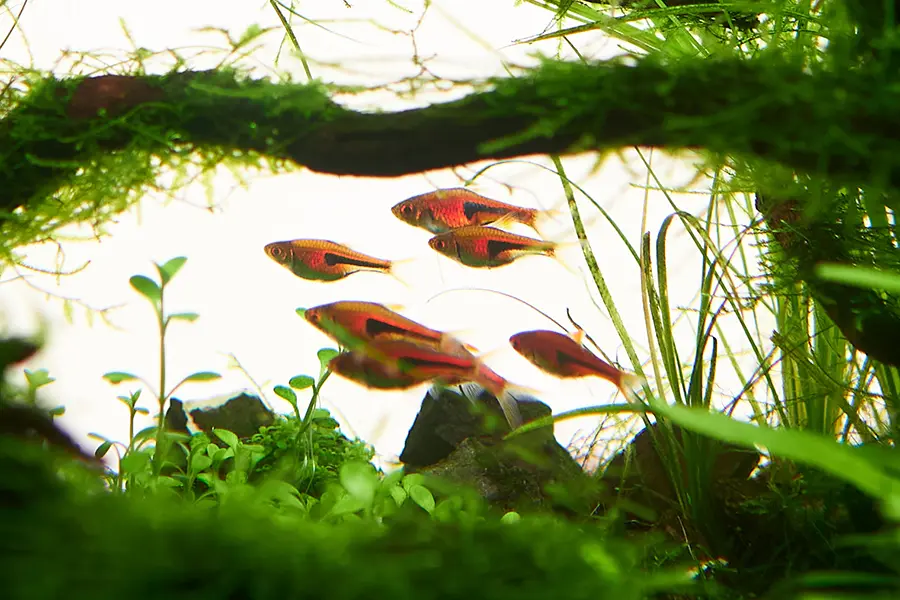 Grupo de peces arlequín en acuario