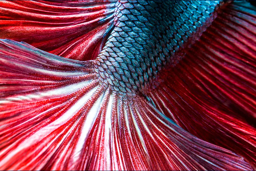 Zoom de cola de Pez Betta de color azul y rojo