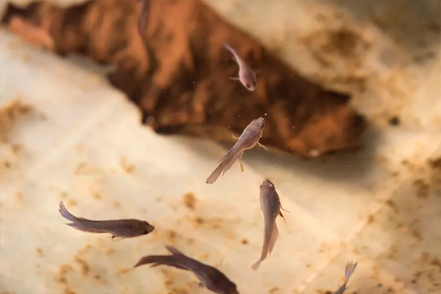 Peces betta hembra comiendo en la superficie del acuario