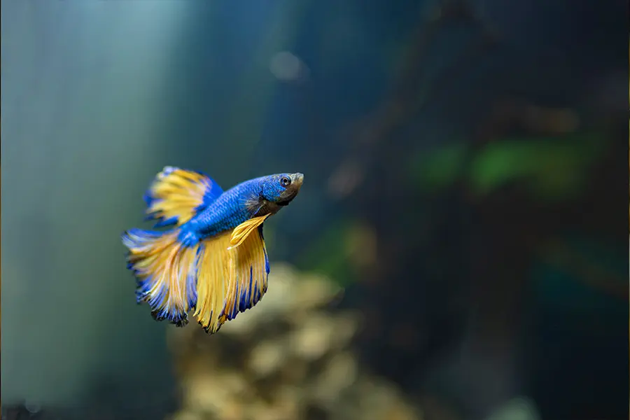 Betta color azul con amarillo, en acuario plantado