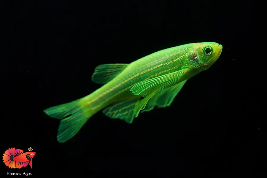 Danio rerio ed aletas largas variedad Glofish color verde