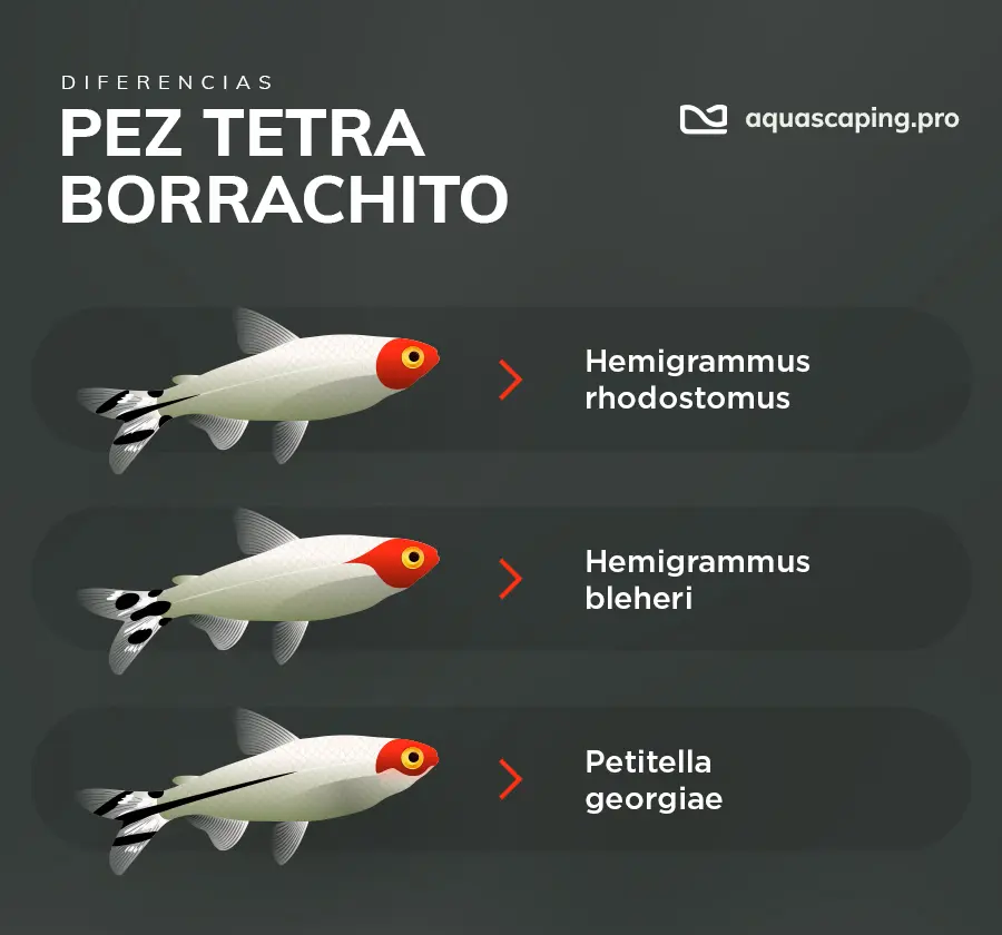 Diferencias entre 3 especies del pez borrachito