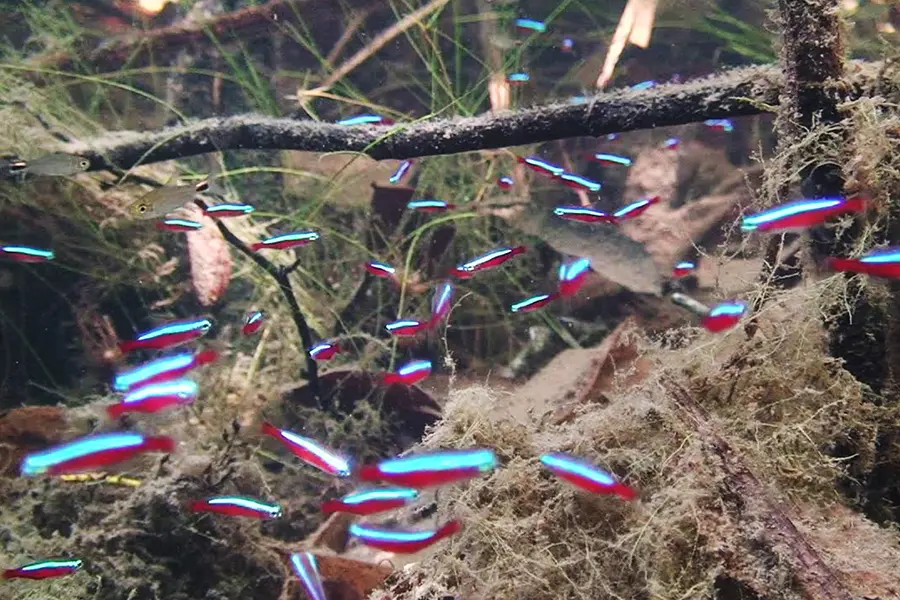 Cardumen de peces tetra cardenal en la naturaleza