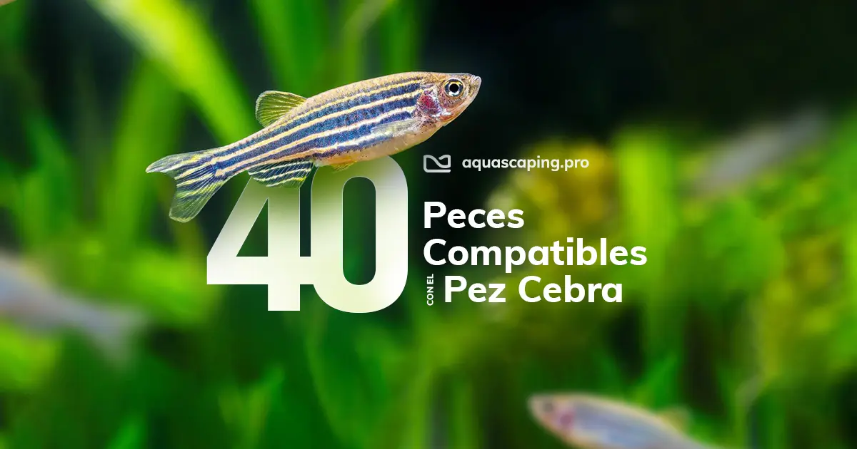 40 peces compatibles con el pez cebra