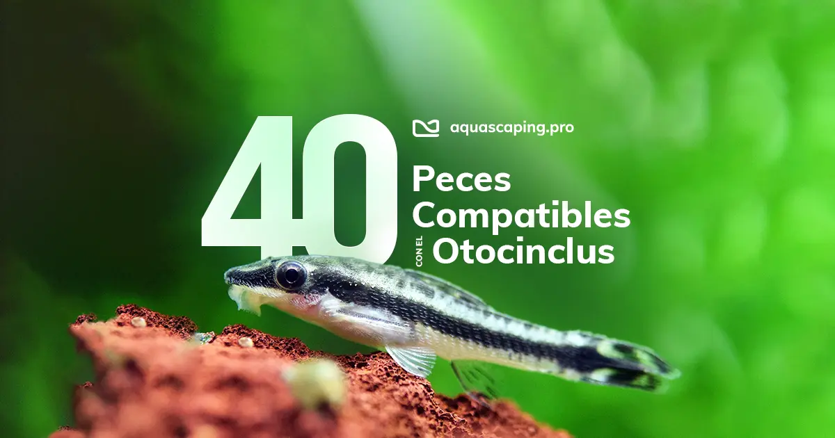 40 peces compatibles con el otocinclus