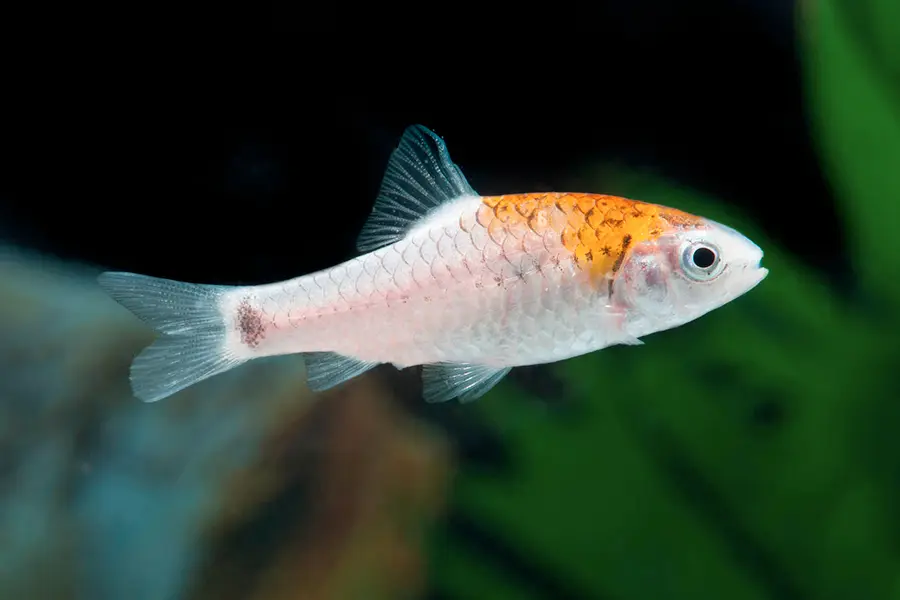 Barbo dorado variante albino en acuario plantado